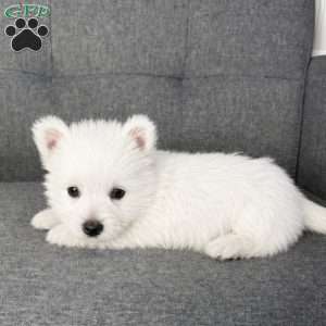 Haily, West Highland Terrier Puppy